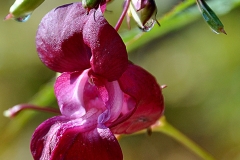 blomma kopiera