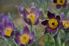 blomman kopiera