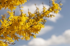 forsythia filter kopiera