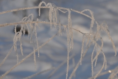frostmatta kopiera