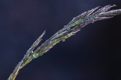 gras1-insta
