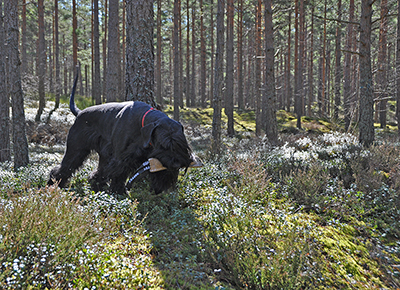Hozz med sitt spårslut