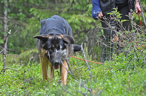 Midas i spåret